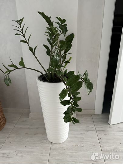 Замиокулькас с горшком