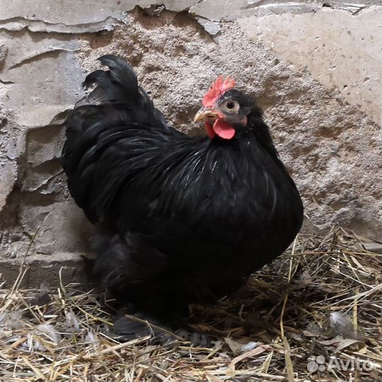 Молодые петухи