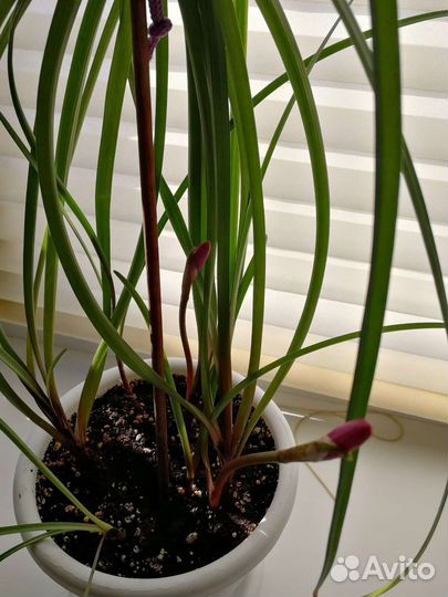 Зефирантес розовый