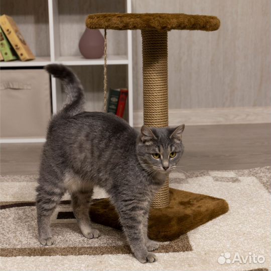 Когтеточка для кошек