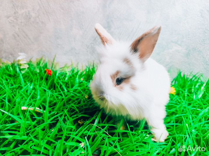 Карликовый кролик - супер мини