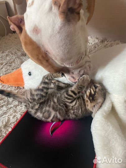 Продажа котенка бенгальский