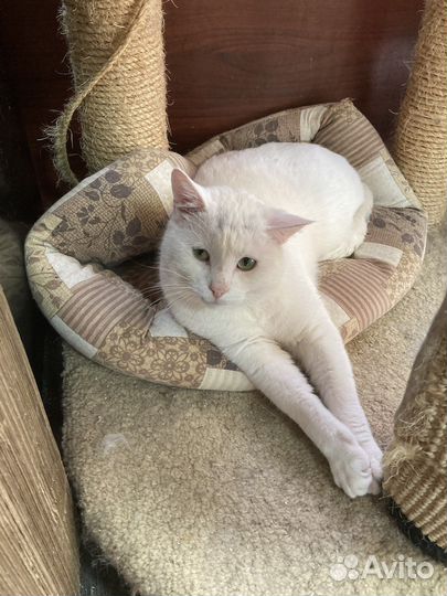 Спасенный от смерти на улице кот Оскар (7 лет)