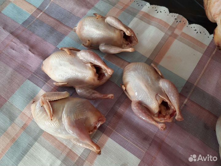 Мясо перепела Куры Индейка Утка