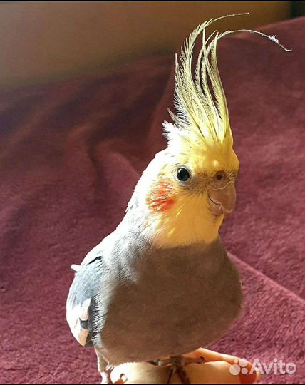 Передержка для птиц рептилий пресноводных водоплав