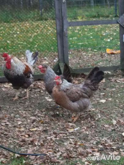 Яйцо инкубационное породистых кур