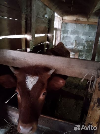 Телки на откорме