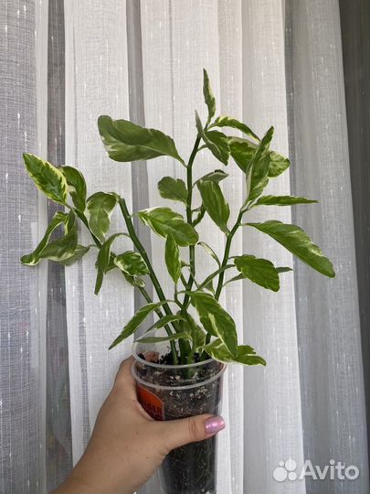 Педилантус, комнатное растение