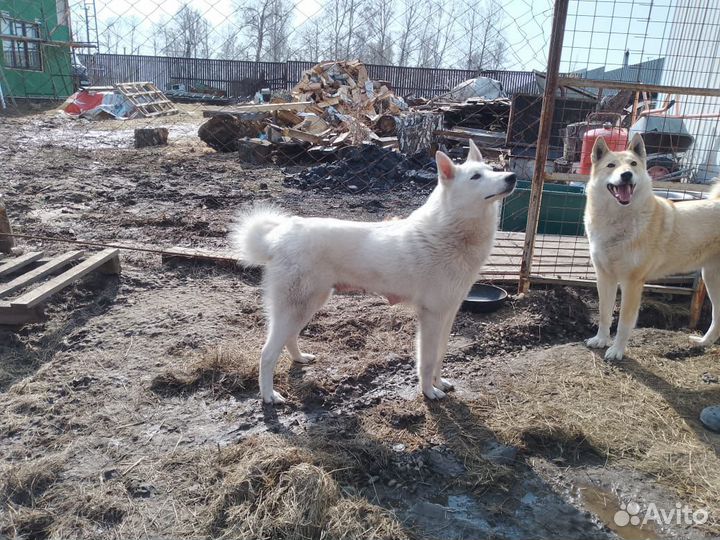 Продаю щенков Западно-Сибирской лайки