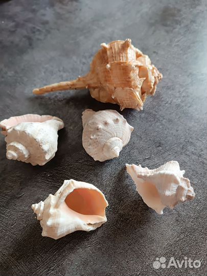 Морские ракушки