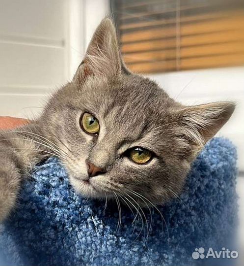 Мальчик в добрые руки