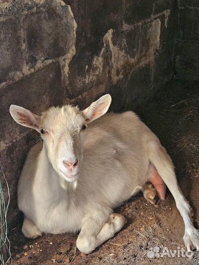 Продам коз