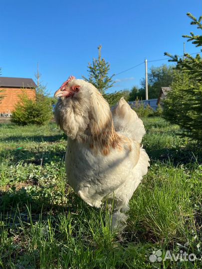 Инкубационное яйцо породистых кур