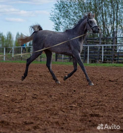 Арабская кобыла египетской линии
