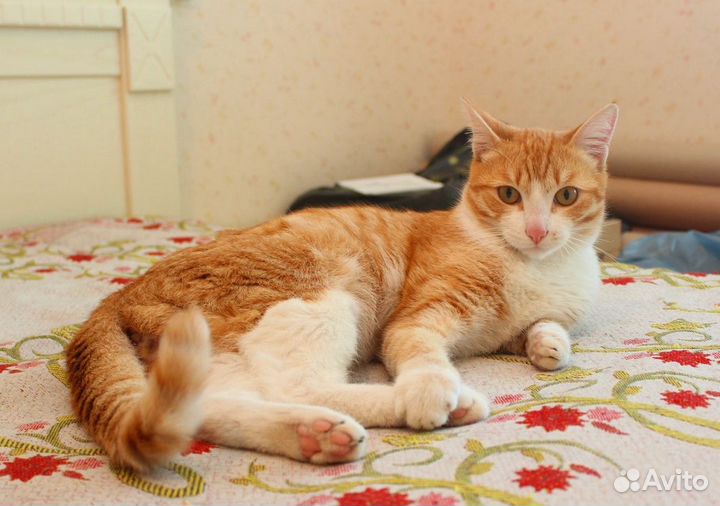 Арни - бело-рыжий котик очень добрый,в дар