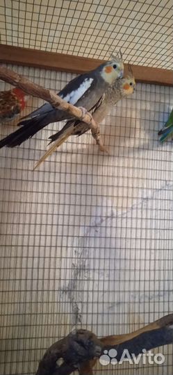 Попугай корелла