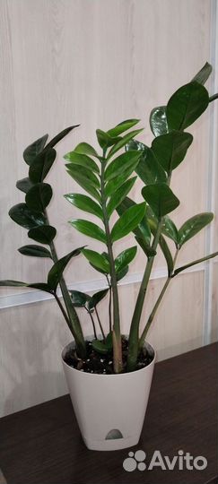 Замиокулькас