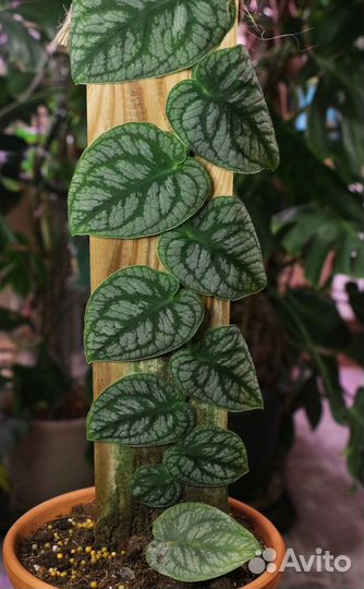 Монстера дубиа