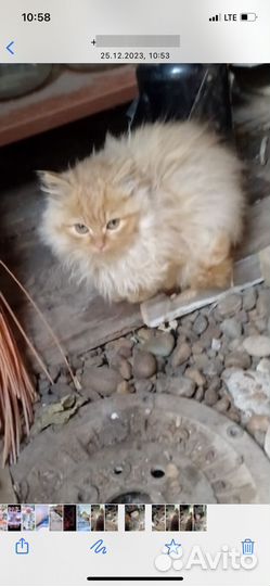 Котята в добрые руки даром бесплатно