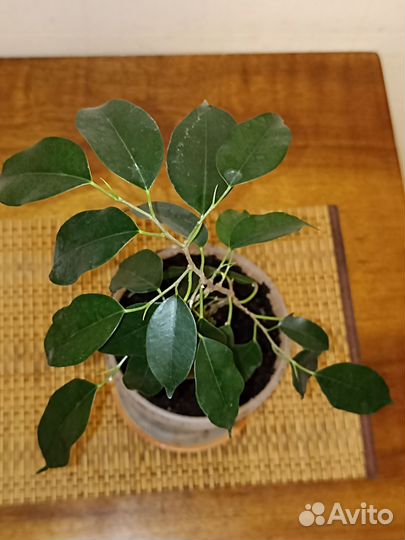 Фикус бенджамина