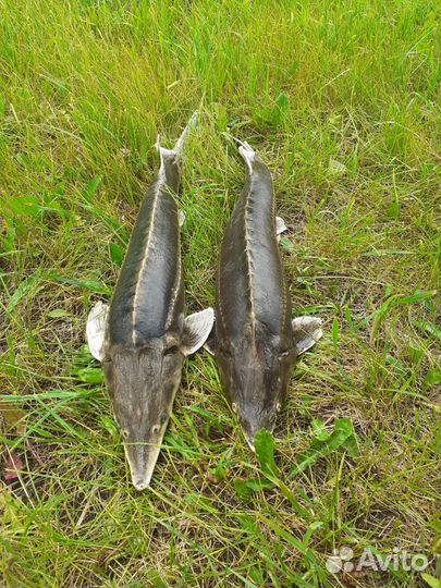 Рыбалка.отдых на природе