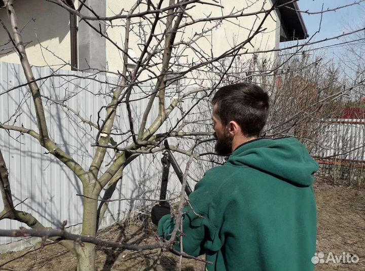 Обрезка плодовых деревьев