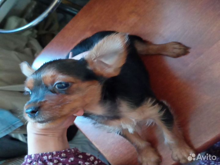 Мини той-терьер