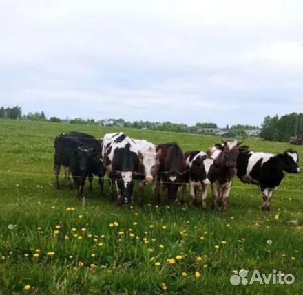 Коровы дойные молочные, телки и телята