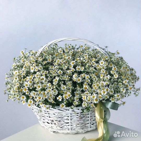 Ромашки Цветы