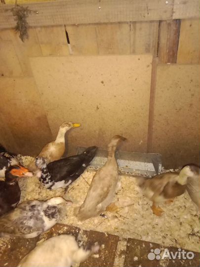 Утки индийский бегунок