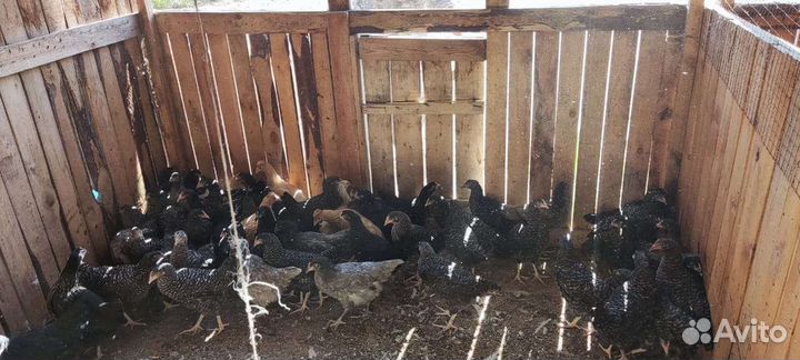 Куры молодки