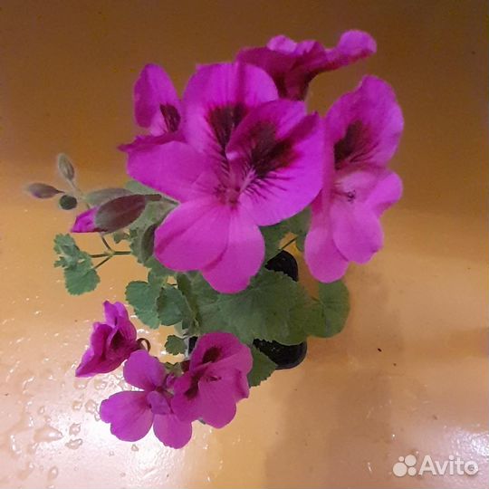 Пеларгонии ангелы