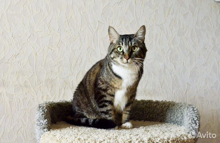 Котик в добрые руки