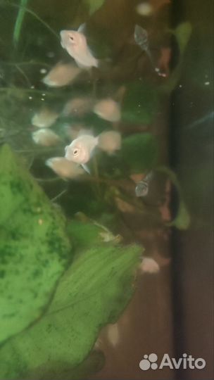 Сапфировый попугай