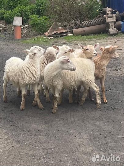 Катумские овцы,ягнята