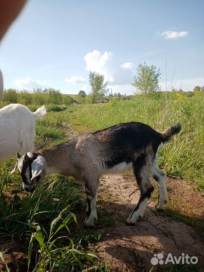 Козлята