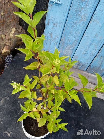 Гортензия метельчатая Фантом