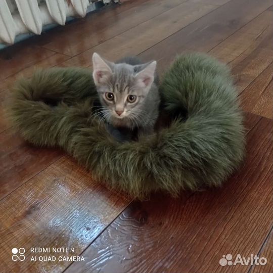 Кошки в добрые руки бесплатно
