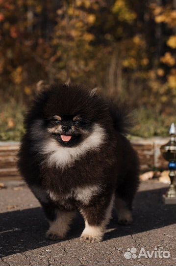 Померанский шпиц