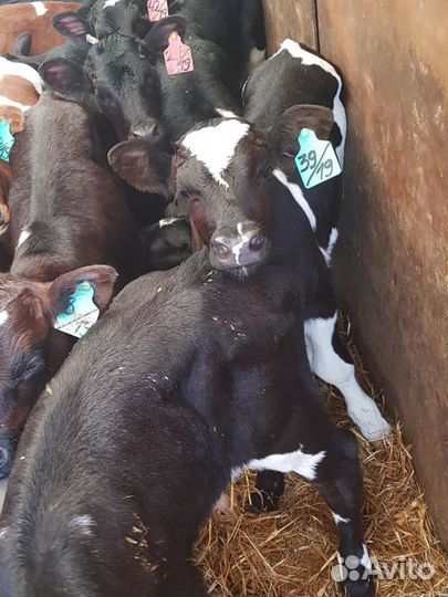 Телята бычки