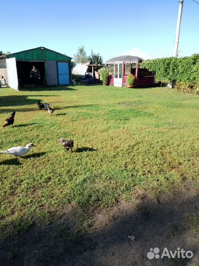 Куры молодки