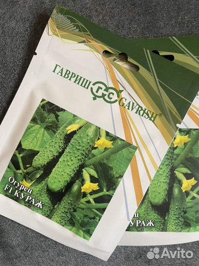 Рассада огурцов