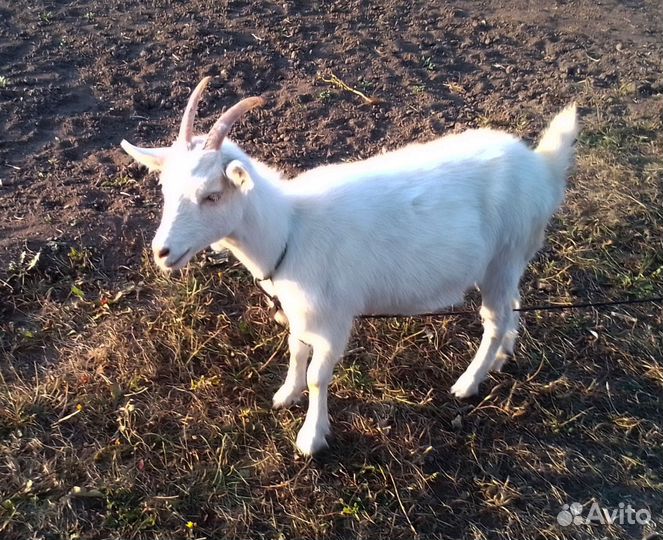Зааненские козы