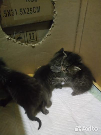 Котята в добрые руки