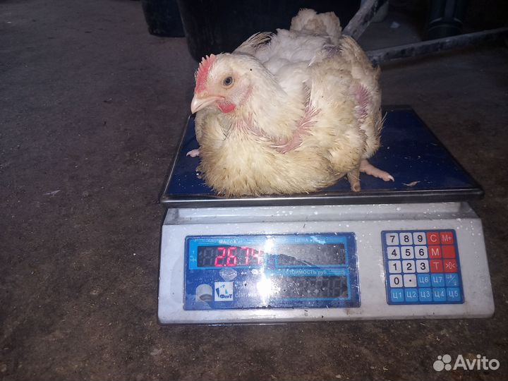 Цыплята бройлеров