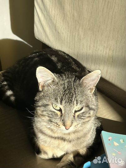 Кот в добрые руки