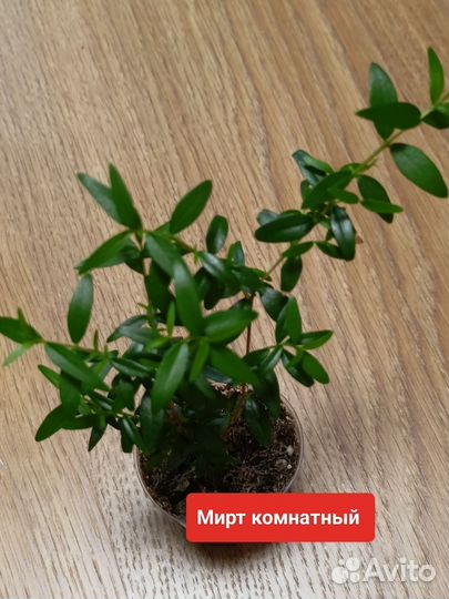 Часть 2 комнатные цветы