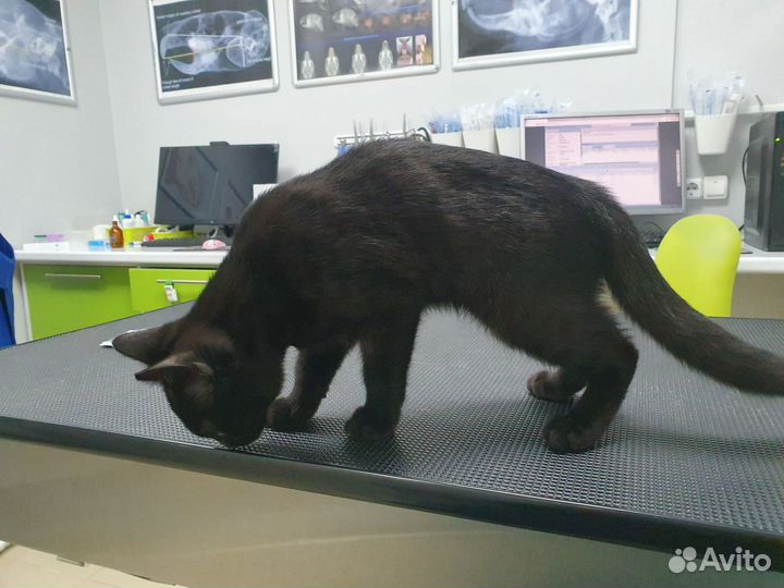 Котёнок