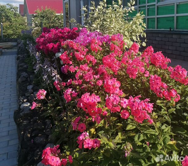 Флоксы