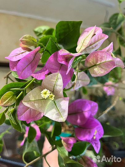 Бугенвиллия